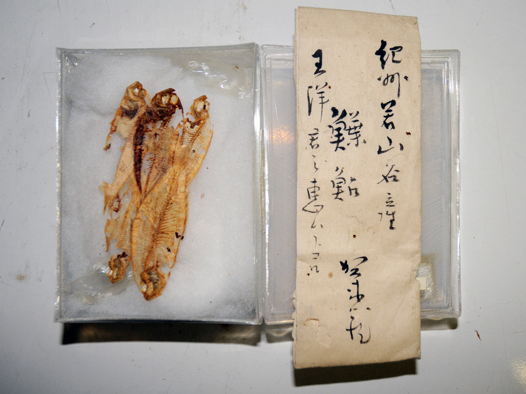 紀州和歌山名産のカレイの仲間の標本