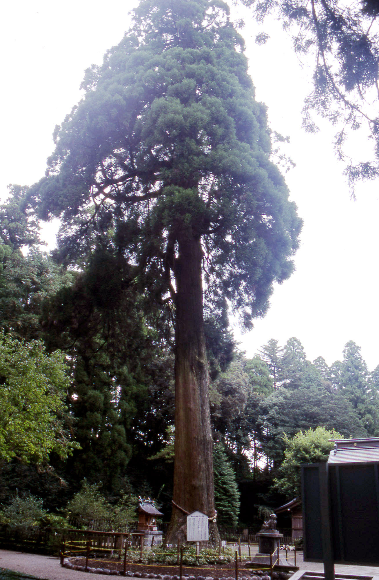 狭野神社のスギ