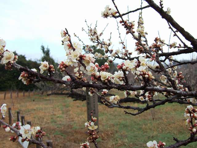 湯ノ宮の座論梅