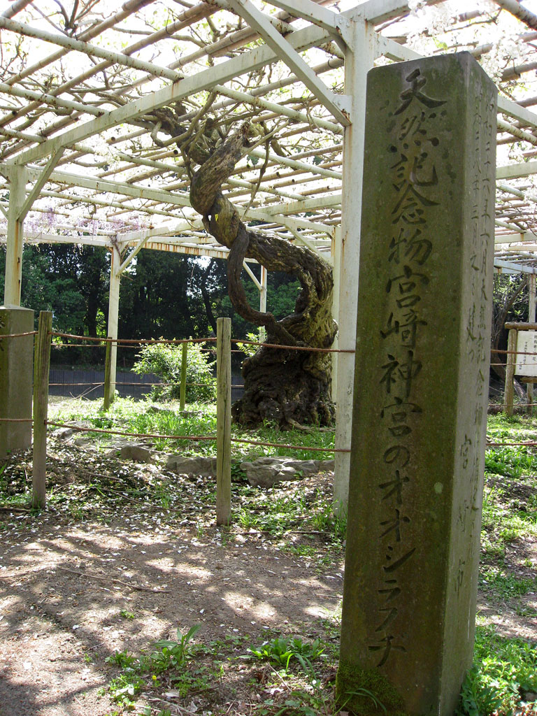 宮崎神宮のオオシラフジ 3