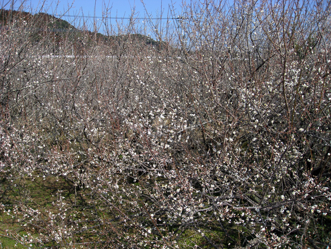 高岡の月知梅 3