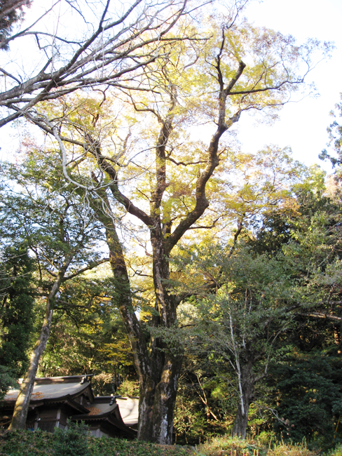 下野八幡宮のケヤキ