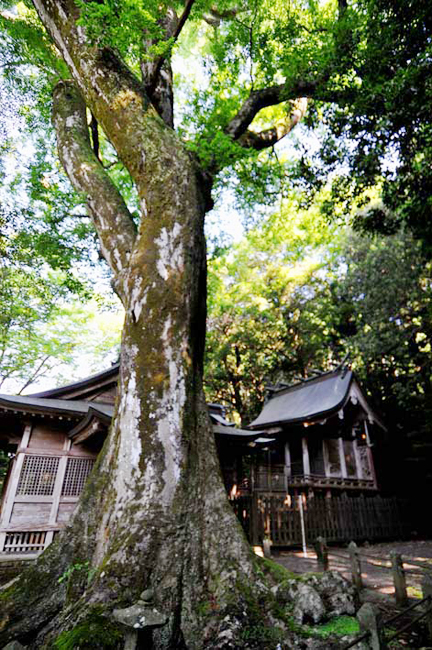 下野八幡宮のケヤキ ２