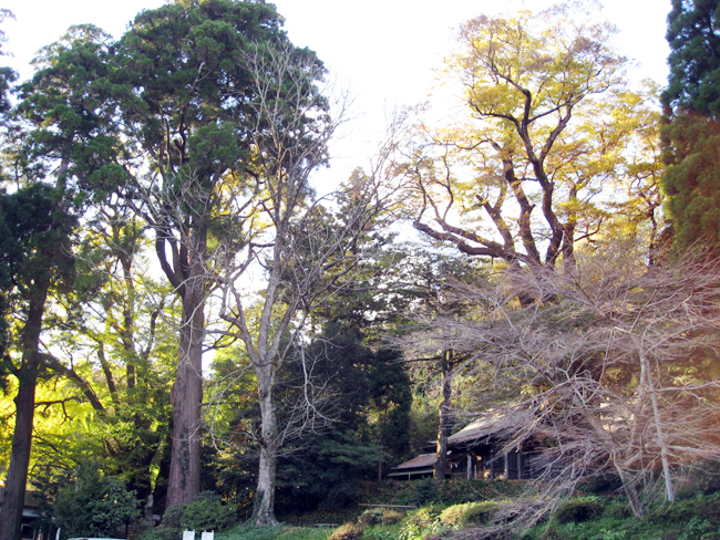下野八幡宮のイチョウ とケヤキ