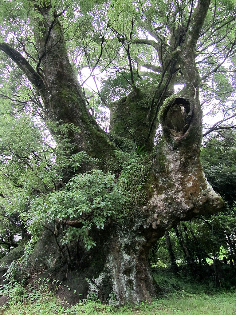 清武のクス