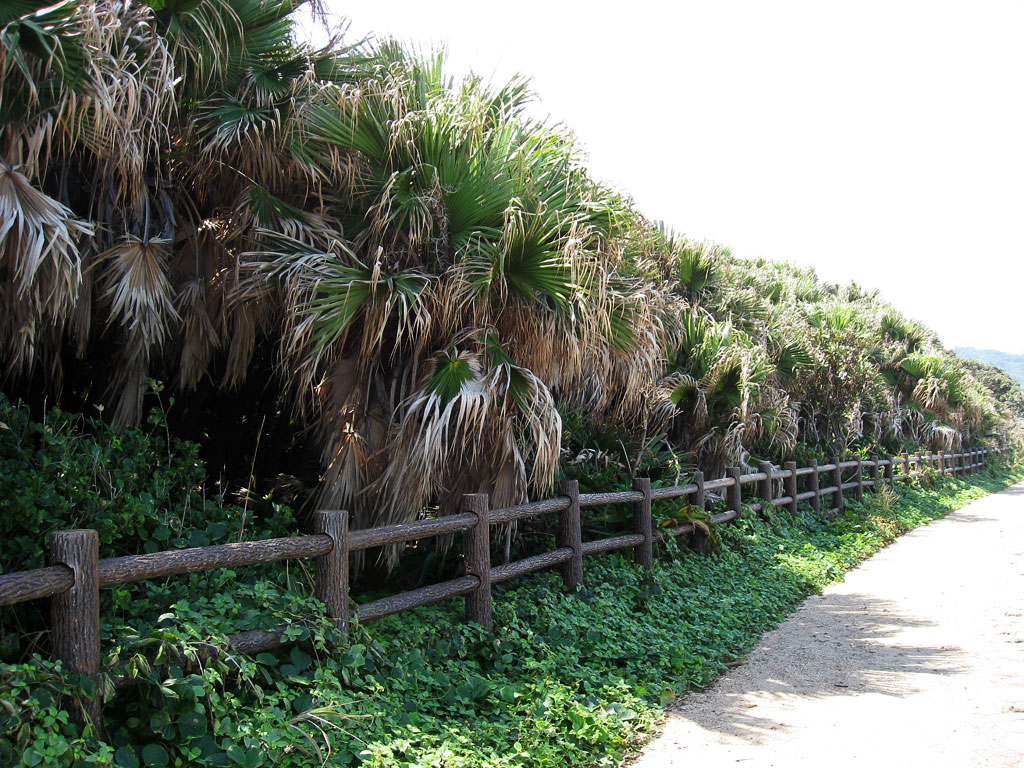 青島亜熱帯性植物群落 （北より）