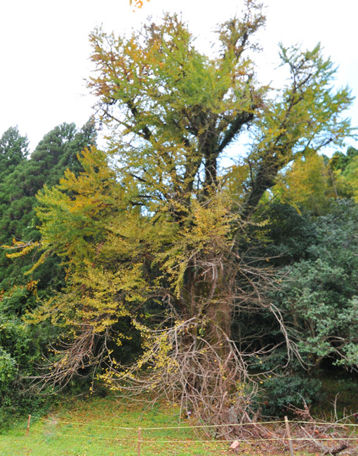 山田のイチョウ