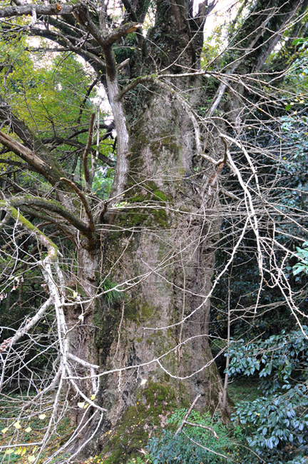 山田のイチョウ２