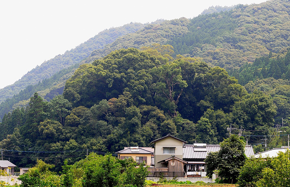 ハナカガシ林遠景