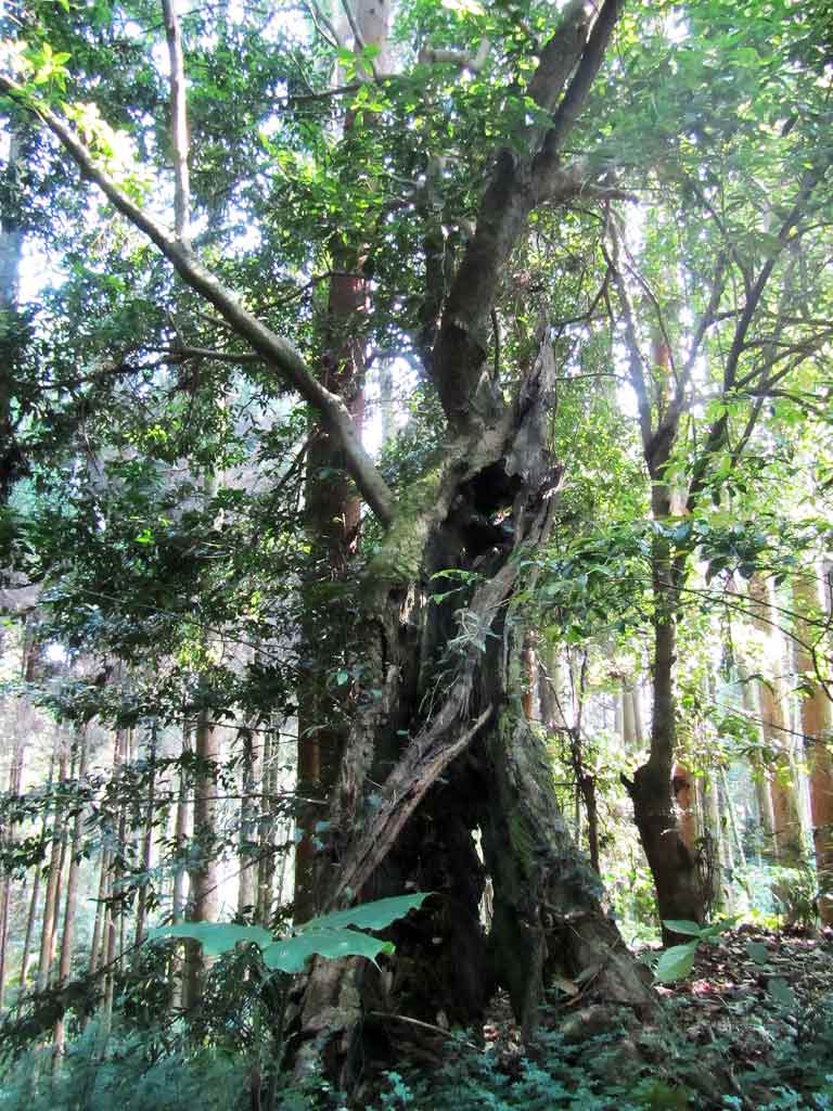 飫肥のウスギモクセイ