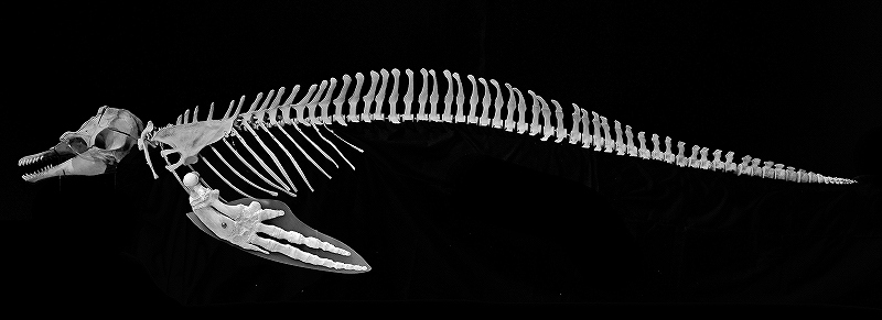 ユメゴンドウ骨格標本