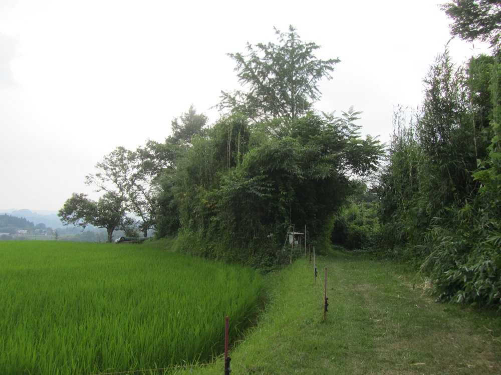 上野村古墳 1号