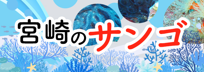 宮崎のサンゴ