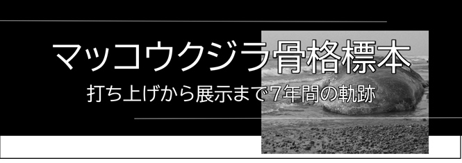 マッコウクジラ骨格展　～2014年 川南町に打ち上がった16ｍの巨体～