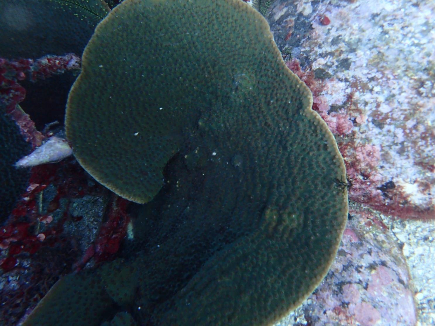 ウネリスリバチサンゴ