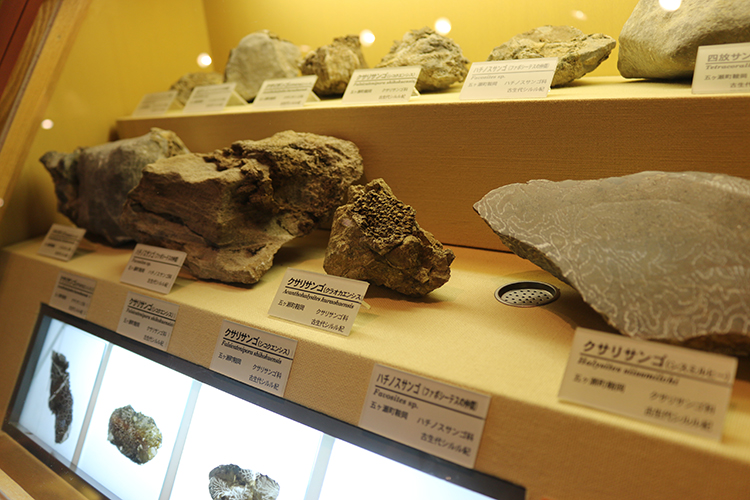 シルル・デボン紀化石群