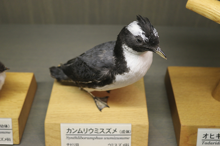 カンムリウミスズメ