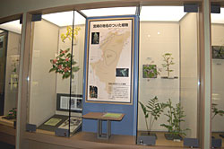 宮崎の地名のついた植物