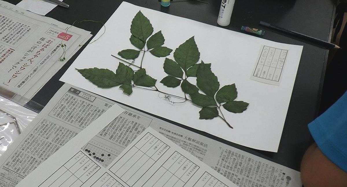 標本講座「押し葉標本を作ろう」 | 宮崎県総合博物館【みやはく】